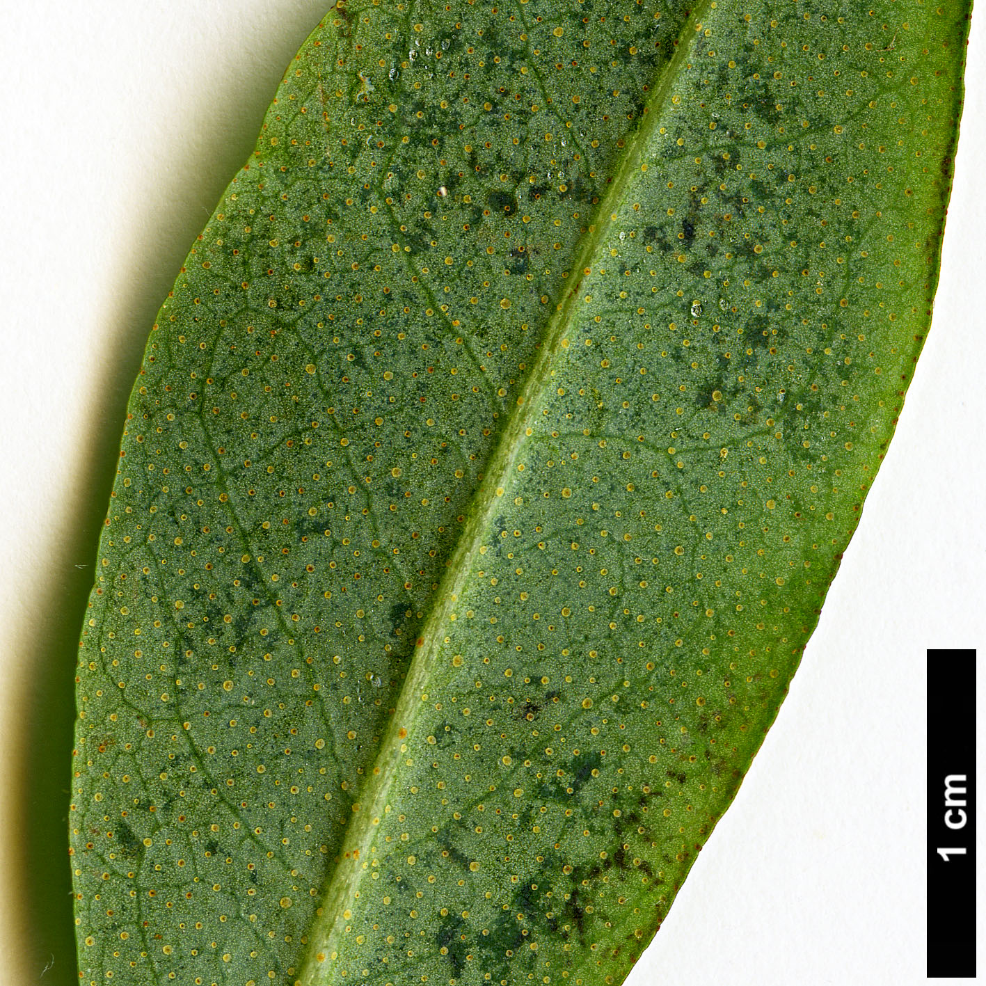 High resolution image: Family: Ericaceae - Genus: Rhododendron - Taxon: cinnabarinum - SpeciesSub: subsp. tamaense